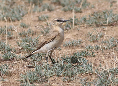 Isabella stenskvtta Isabelline Wheatear Oenanthe Isabellina