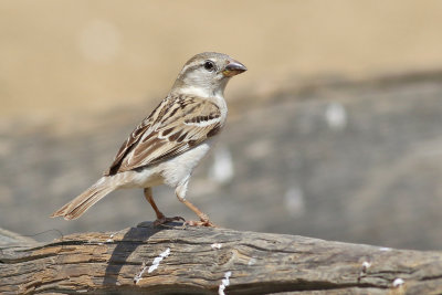Grsparv  House Sparrow  Passer domesticus bactrianus