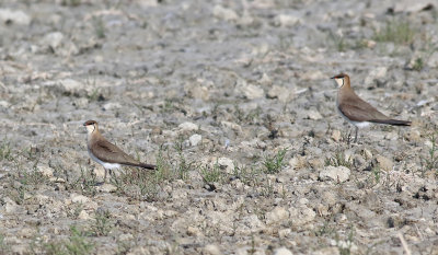 Svartvingad vadarsvala  Black-winged Pratincole  Glareola nordmanni