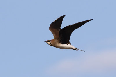 Svartvingad vadarsvala   Black-winged Pratincole   Glareola nordmanni