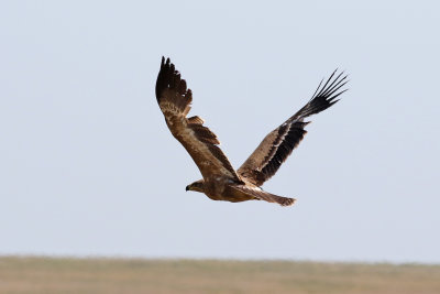 Stpprn  Steppe Eagle  Aquila nipalensis