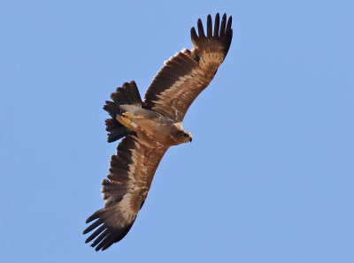 Stpprn  Steppe Eagle  Aquila nipalensis