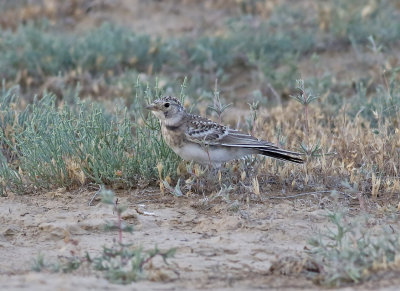 Berglrka  Horned Lark  Eremophila alpestris brandti