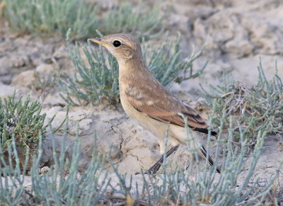 Isabella stenskvtta Isabelline Wheatear Oenanthe Isabellina