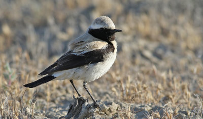 kenstenskvtta  Desert Wheatear Oenanthe deserti