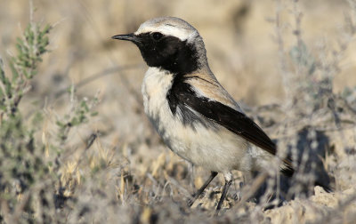 kenstenskvtta  Desert Wheatear Oenanthe deserti