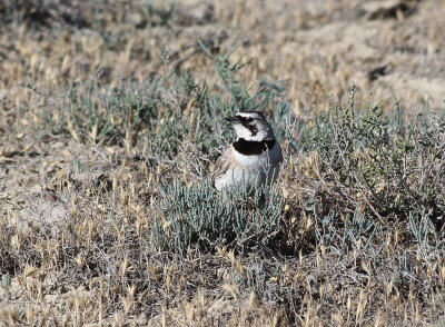 Berglrka  Horned Lark  Eremophila alpestris brandti