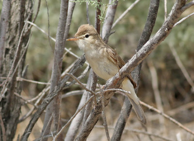 Saxualsngare  Sykes's warbler  Iduna rama