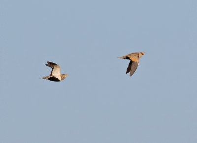 Svartbukig flyghna  Black-bellied Sandgrouse  Pterocles orientalis