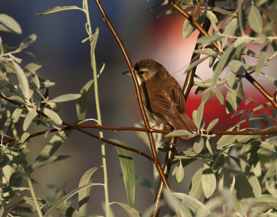 Fältsångare Paddyfield Warbler Acrocephalus agricola