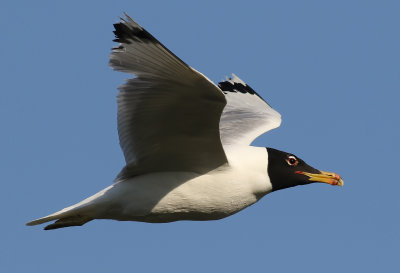 Svarthuvad trut Pallas's Gull Larus ichthyaetus