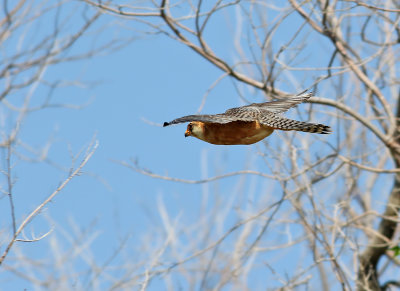 Aftonfalk Red-footed Falcon Falco vespertinus