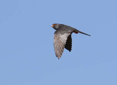 Aftonfalk Red-footed Falcon Falco vespertinus