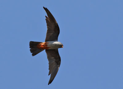 Aftonfalk Red-footed Falcon Falco vespertinus