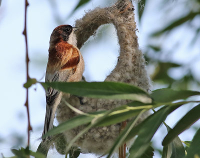 Pungmes  Penduline Tit  Remiz pendulinus