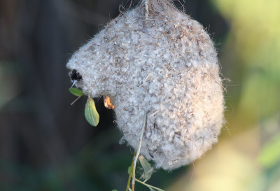 Pungmes  Penduline Tit  Remiz pendulinus