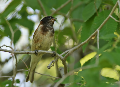 Pungmes  Penduline Tit  Remiz pendulinus