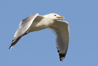 Kaspisk trut  Caspian Gull Larus cachinnans