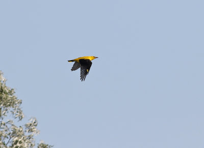 Sommargylling Golden Oriole Oriolus oriolus