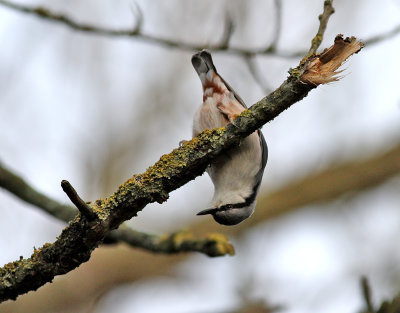 Nötväcka Eurasian Nuthatch Sitta europaea