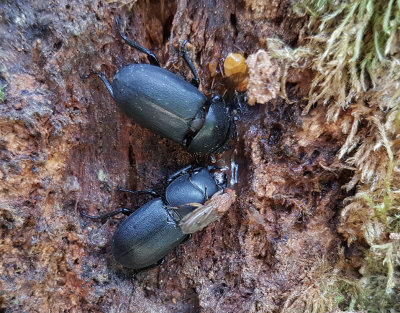 Bokoxe<br>Lesser Stag Beetle<br> Dorcus parallelipipedus
