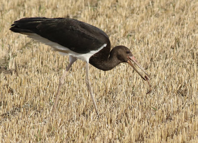 Svart stork  Black stork Ciconia nigra