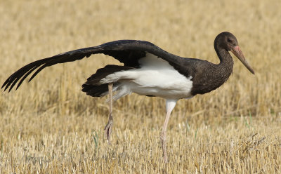 Svart stork  Black stork Ciconia nigra