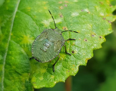 Grn brfis<br> Palomena prasina