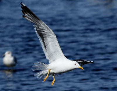 Silltrut  Lesser Black-backed Gull Larus fuscus