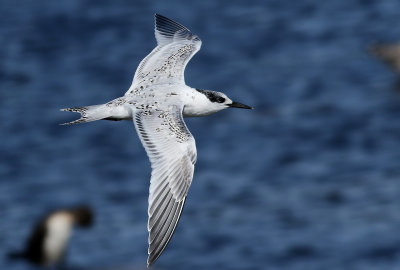 Kentsk trna   Sandwich Tern  (Sterna sandvicensis)