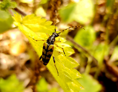 Flckig blombock  Spotted Longhorn  Rutpela maculata
