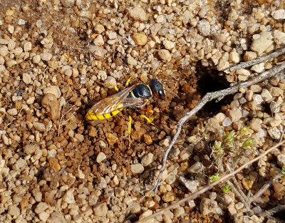 Bivarg  European Beewolf  Philanthus triangulum