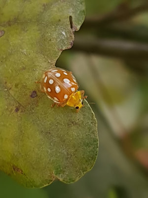Sextonfläckig sköldpiga Orange Ladybird Halyzia sedecimguttata