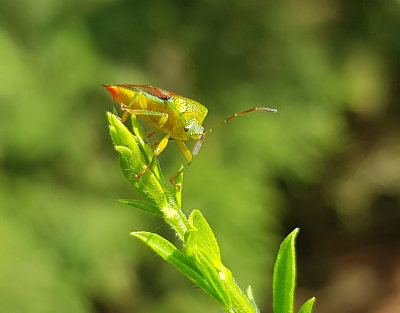 Strre bjrkbrfis<br> Birch Shieldbug<br> Elasmostethus interstinctus