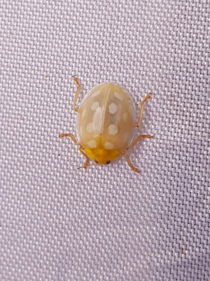 Sextonflckig skldpiga   Orange Ladybird   Halyzia sedecimguttata