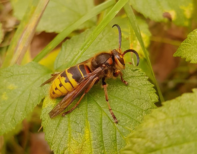 Blgeting  Vespa crabro