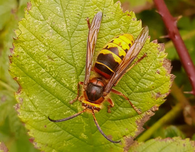 Blgeting  Vespa crabro