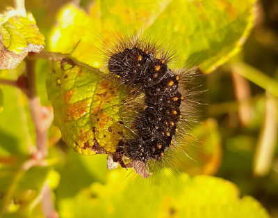 Grtt aftonfly  Acronicta auricoma