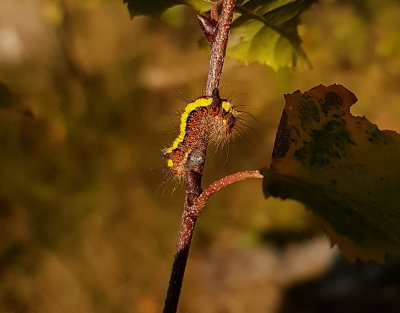 Psiaftonfly  Acronicta psi