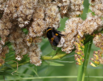Mrk jordhumla  Bombus terrestris  Buff-tailed Bumblebee