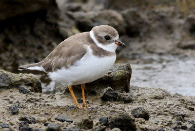 Flikstrandpipare   Semipalmated plover    Charadrius semipalmatus