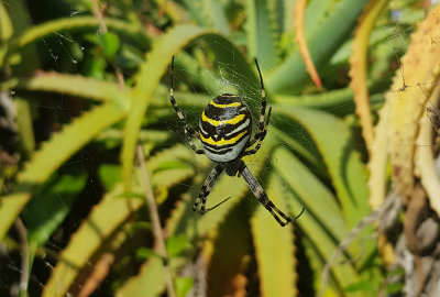 Getingspindel <br>Argiope bruennichi<br>Wasp spider