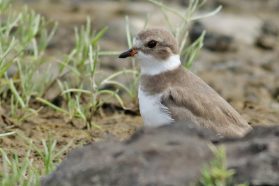 Flikstrandpipare Semipalmated plover Charadrius semipalmatus