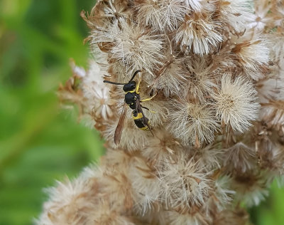 Kilmurargeting  Ancistrocerus parietum