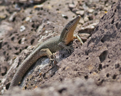 Madeira Wall Lizard <br> Lacerta dugesii