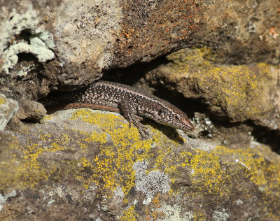Madeira Wall Lizard Lacerta dugesii