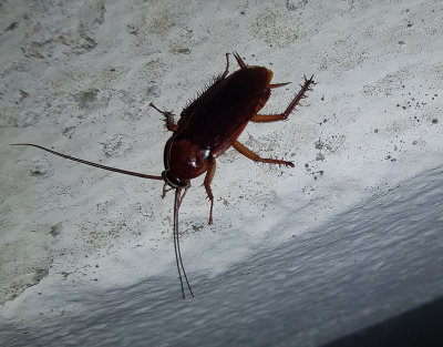 Amerikansk kackerlacka American Cockroach  Periplaneta americana