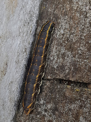 kervindesvrmare  Agrius convolvuli  Convolvulus Hawk-moth