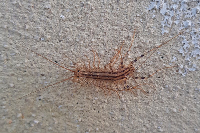 Husspindelfoting  Scutigera coleoptrata  House Centipede