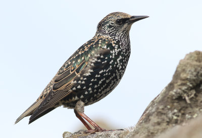Stare Common Starling Sturnus vulgaris granti
